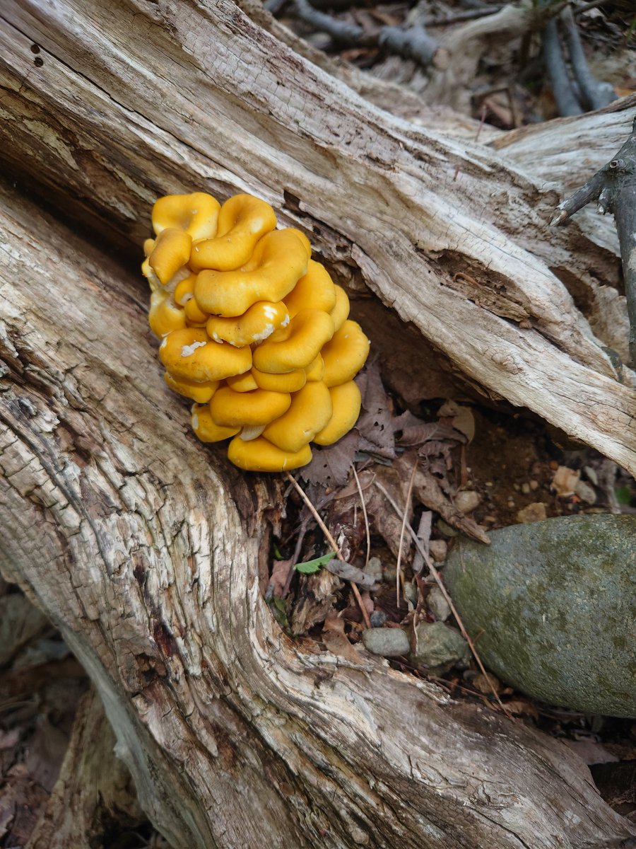 タモギタケ、幻のキノコらしいけど沢山あるよ　乾燥させると免疫強化や腸内環境改善に有効のβーグルカン含有量増えるとのこと　乾燥させてお茶や出汁に使ってみようか😋