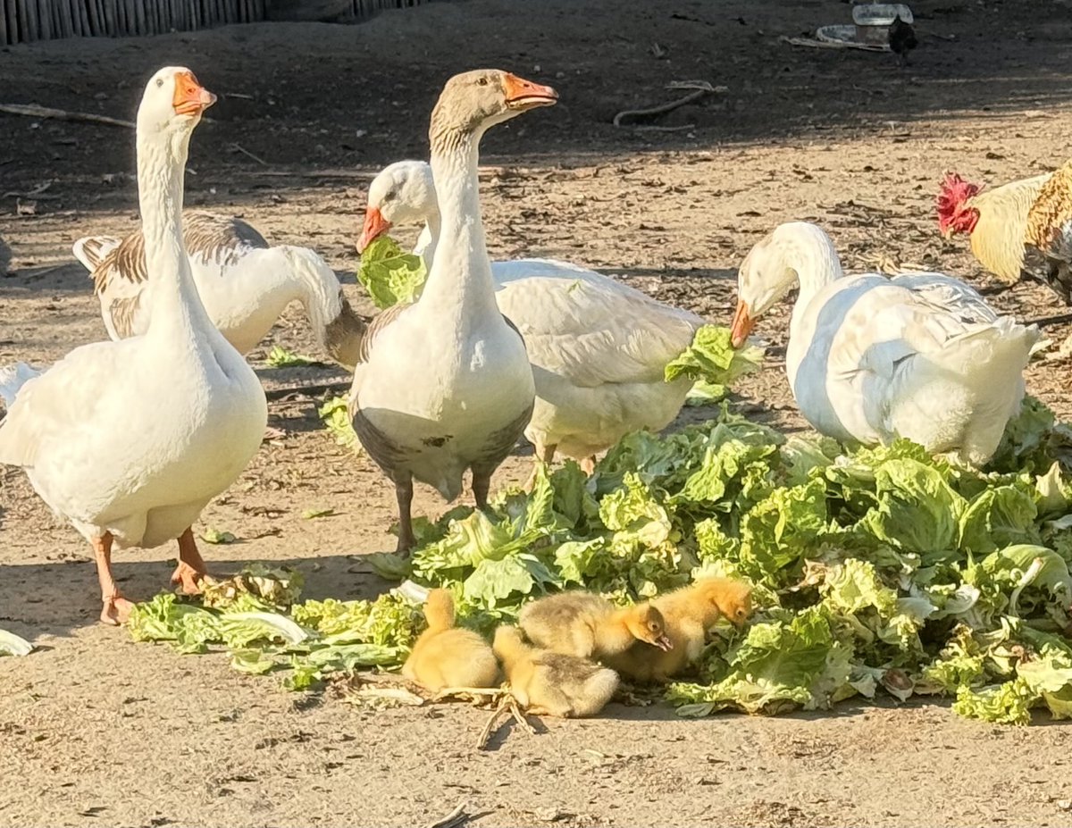 Marul yatağında Badi.