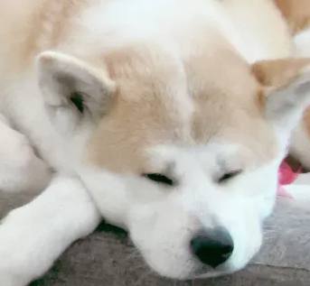 SkandyVT's tweet image. It's amazing how much we’re willing to do for our pets when they get sick. Love them deeply—they truly deserve it and so much more. 🥰 Mine got sick, and I haven’t taken a single day off—I've been doing everything I can for her. 🏃♀️