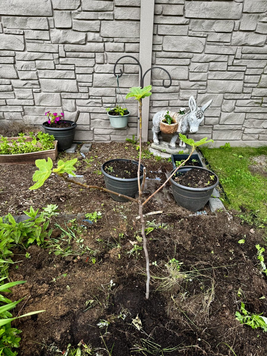 Fig tree
