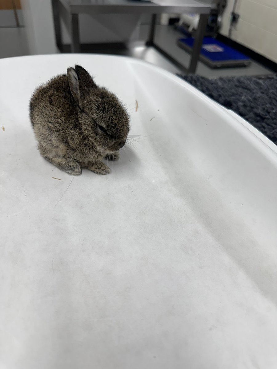 Rescued this wee kit from the cat tonight, rushed it straight to the vet for an antibiotic. 
Then I took it to Doletter wildlife rescue in safe hopes it makes it 🤞🏻it weighed a mere 90g

On my way out the door my daughter shouts see you later Snow White… she knows me too well 😂