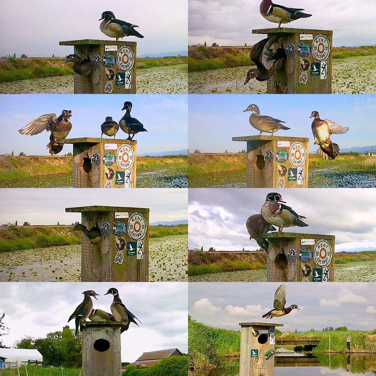 Pittwaterfowler's tweet image. Well into the 3rd period of the nesting season we still have some sitting hens, active nests and hatches. #pittwaterfowlers #nestingboxes #conservation #woodducks