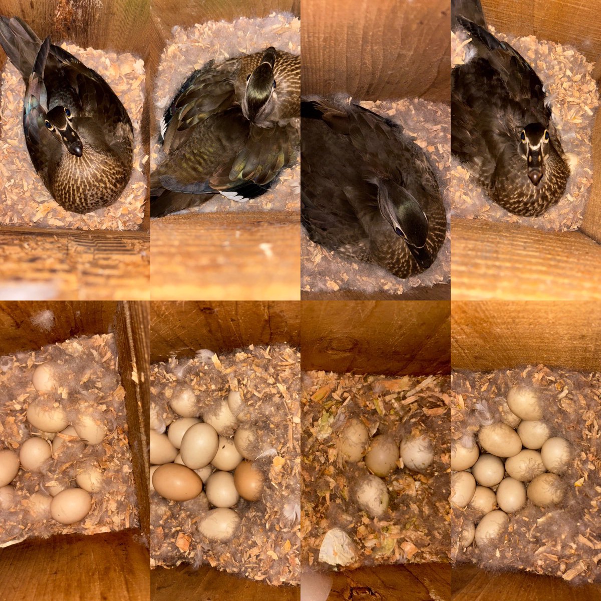 Pittwaterfowler's tweet image. Well into the 3rd period of the nesting season we still have some sitting hens, active nests and hatches. #pittwaterfowlers #nestingboxes #conservation #woodducks