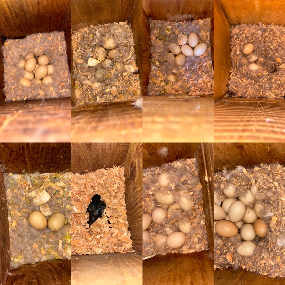 Pittwaterfowler's tweet image. Well into the 3rd period of the nesting season we still have some sitting hens, active nests and hatches. #pittwaterfowlers #nestingboxes #conservation #woodducks