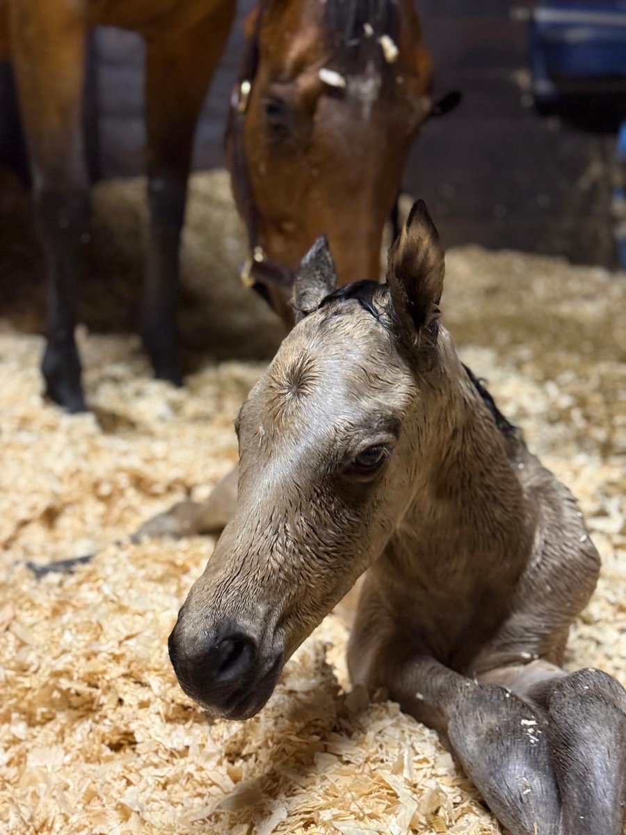 JessWestwood's tweet image. Not quite full thoroughbred...but a cutie 🥰 Connie X TB being out 31st foal of the season.....1 left to go! #MollandRidgeStud #NearlyDone #TopTeam #Foaling
