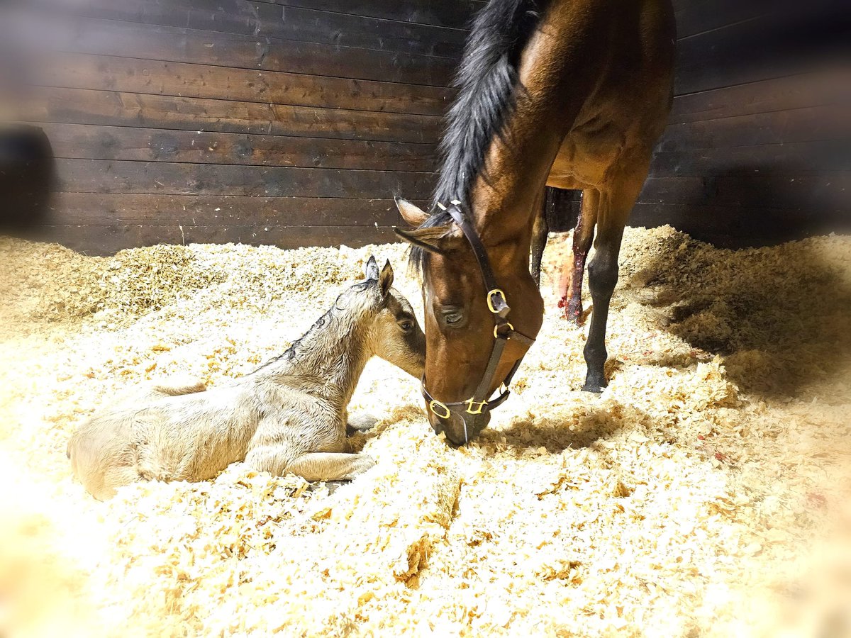 JessWestwood's tweet image. Not quite full thoroughbred...but a cutie 🥰 Connie X TB being out 31st foal of the season.....1 left to go! #MollandRidgeStud #NearlyDone #TopTeam #Foaling