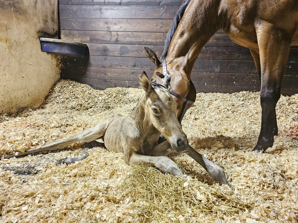 JessWestwood's tweet image. Not quite full thoroughbred...but a cutie 🥰 Connie X TB being out 31st foal of the season.....1 left to go! #MollandRidgeStud #NearlyDone #TopTeam #Foaling