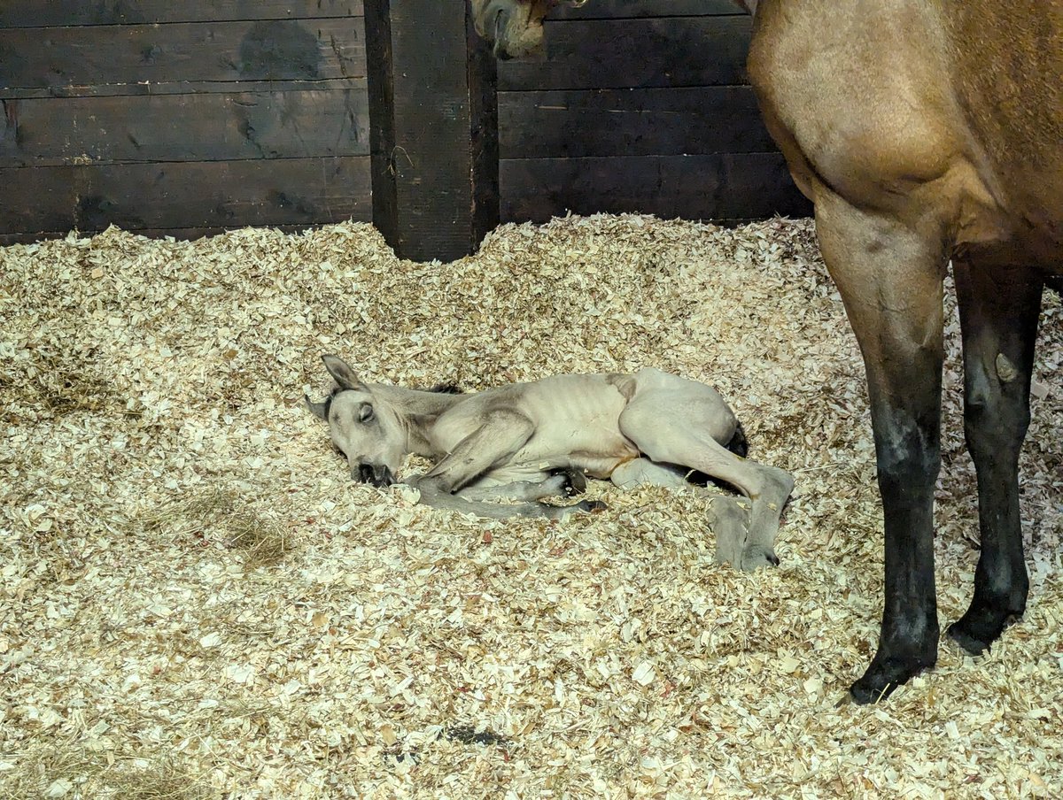Not quite full thoroughbred...but a cutie 🥰 Connie X TB being out 31st foal of the season.....1 left to go! #MollandRidgeStud #NearlyDone #TopTeam #Foaling