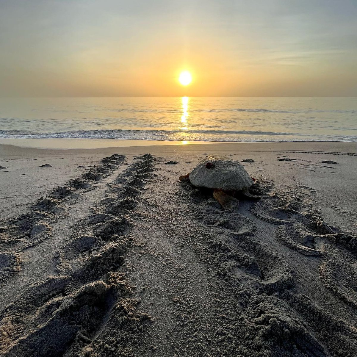 IndianRiverCVB's tweet image. Sea turtle nesting season's here! 🐢 Witness it on Coastal Connections' Turtle Trips Florida in Vero Beach. Info: #SeaTurtleNesting #VeroBeach #TurtleTrips
coastal-connections.salsalabs.org/2025turtletrip…

📍: @coastalconnections_inc