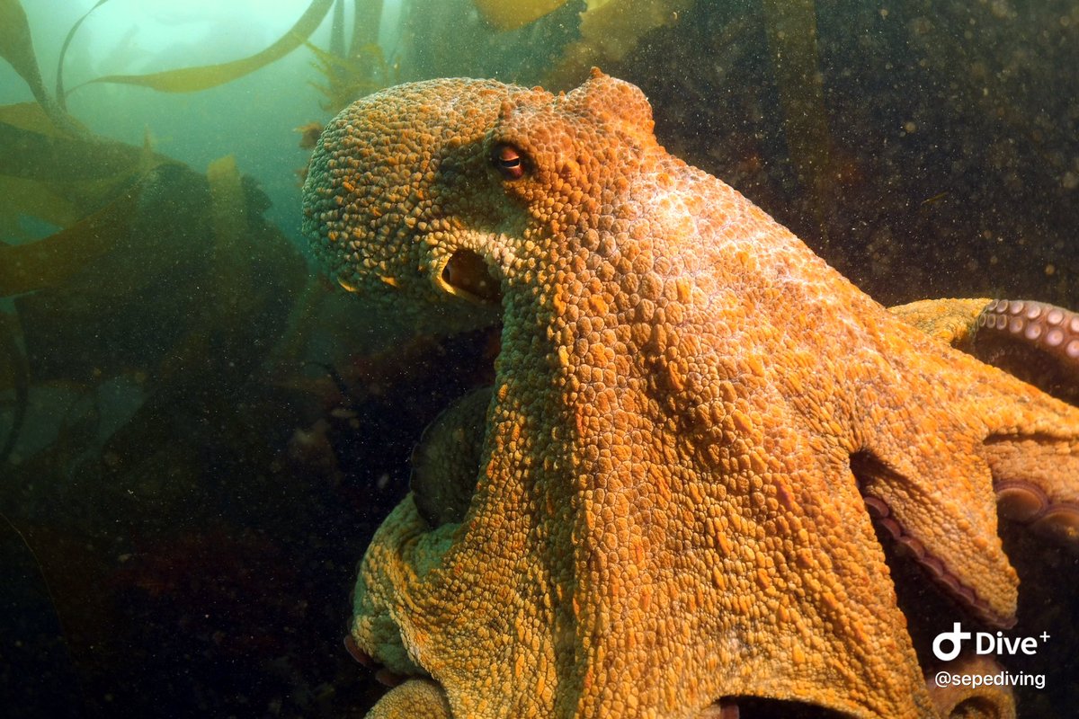 SEPE Diving tweet media