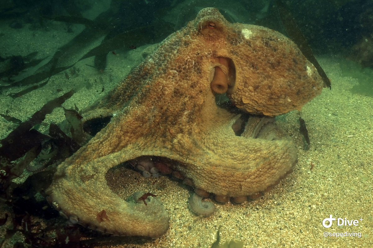 SEPE Diving tweet media