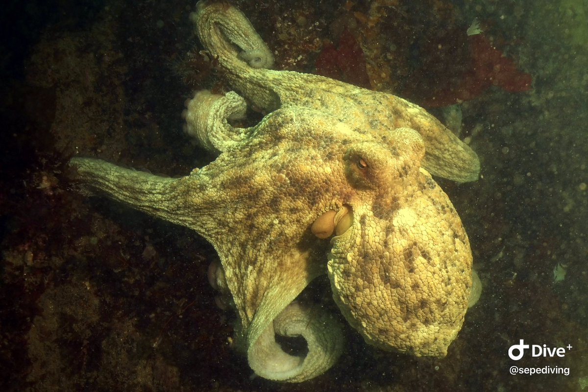 SEPE Diving tweet media