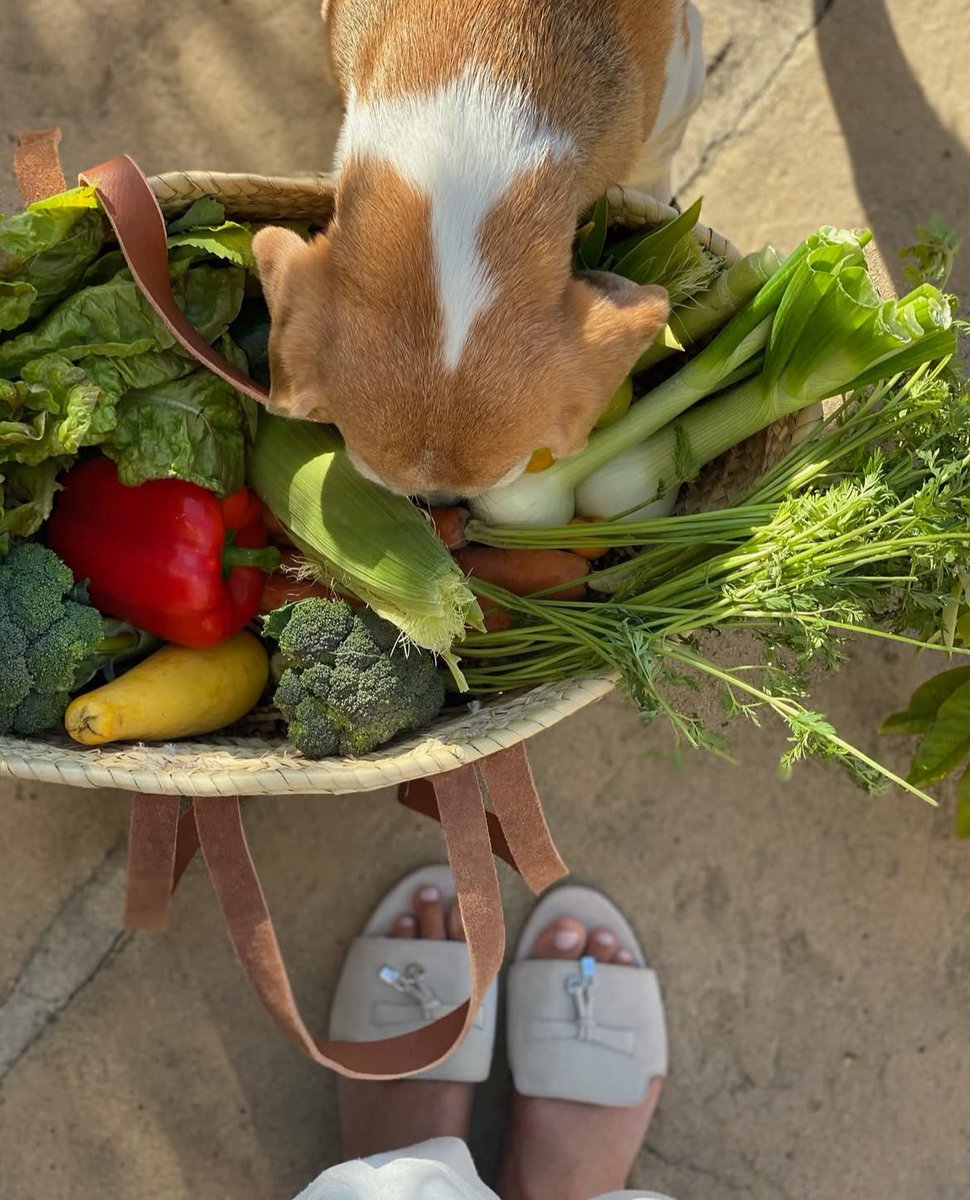 Ha ha ha … I love how Mia and Pula are always having a sticky-beak into something.🤣😂 Meg wrote:

“The unofficial quality inspector of this morning's garden haul.”

#AsEver
#AsEverOfficial