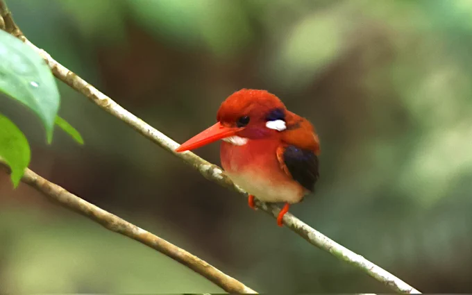 Philippine Dwarf Kingfisher