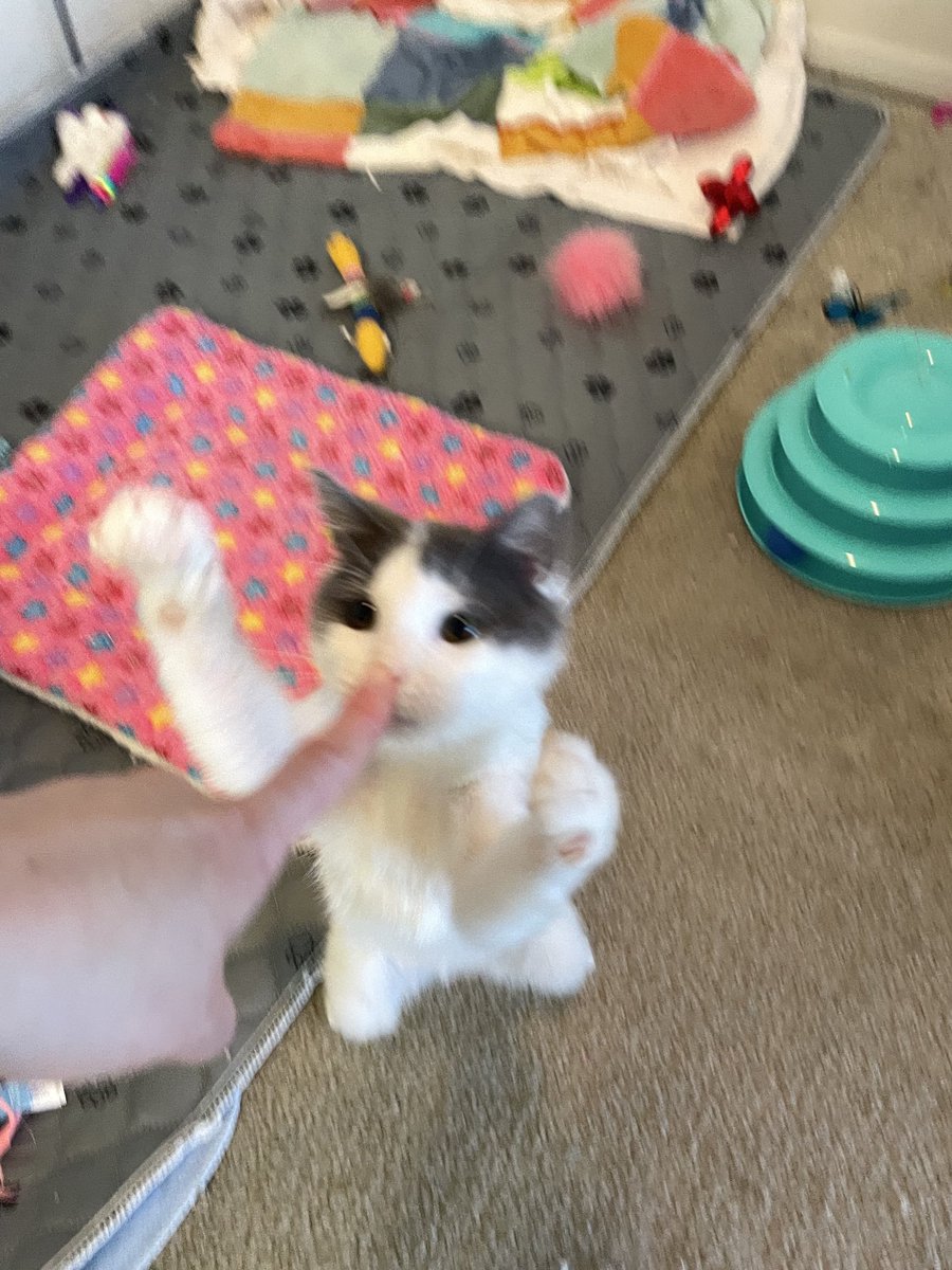 Friends of Bear Cat Rescue tweet media