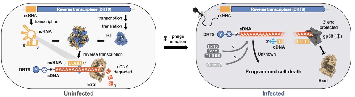 Excited to share our newest paper, online today <a href="/Nature/">nature</a>! We report the discovery of a highly unusual mechanism of antiviral immunity through the synthesis of long, homopolymeric DNA.

nature.com/articles/s4158…