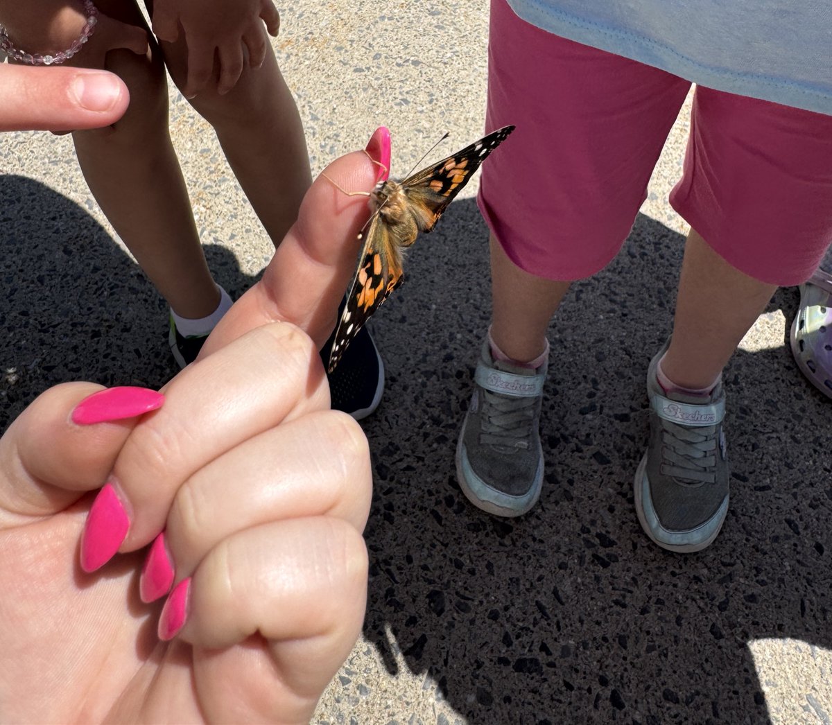 Ms.Burri (@msburriocsb) on Twitter photo Today we released our butterflies into nature! We have loved watching their lifecycle over the past few weeks. 🦋 #OcsbScience <a href="/StClareOCSB/">St. Clare School</a> Today we released our butterflies into nature! We have loved watching their lifecycle over the past few weeks. 🦋 #OcsbScience <a href="/StClareOCSB/">St. Clare School</a>