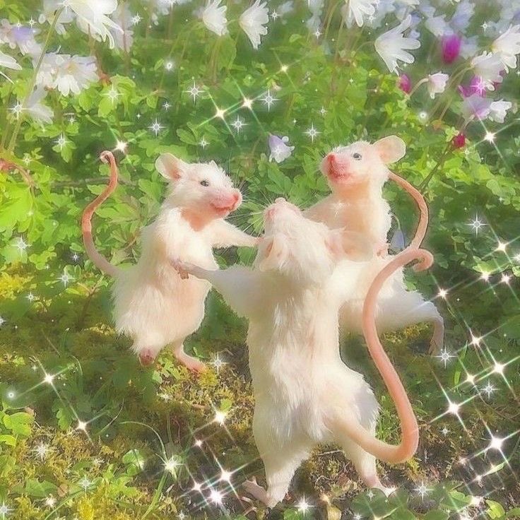 festroitarot's tweet photo. gececi tayfaya ozel 
•bes kisiye tek soru tarot
•bes kisiye mesaj kartı
etkilesim verip takip etmeniz yeterli 🤍 https://t.co/JGueBzK3bm