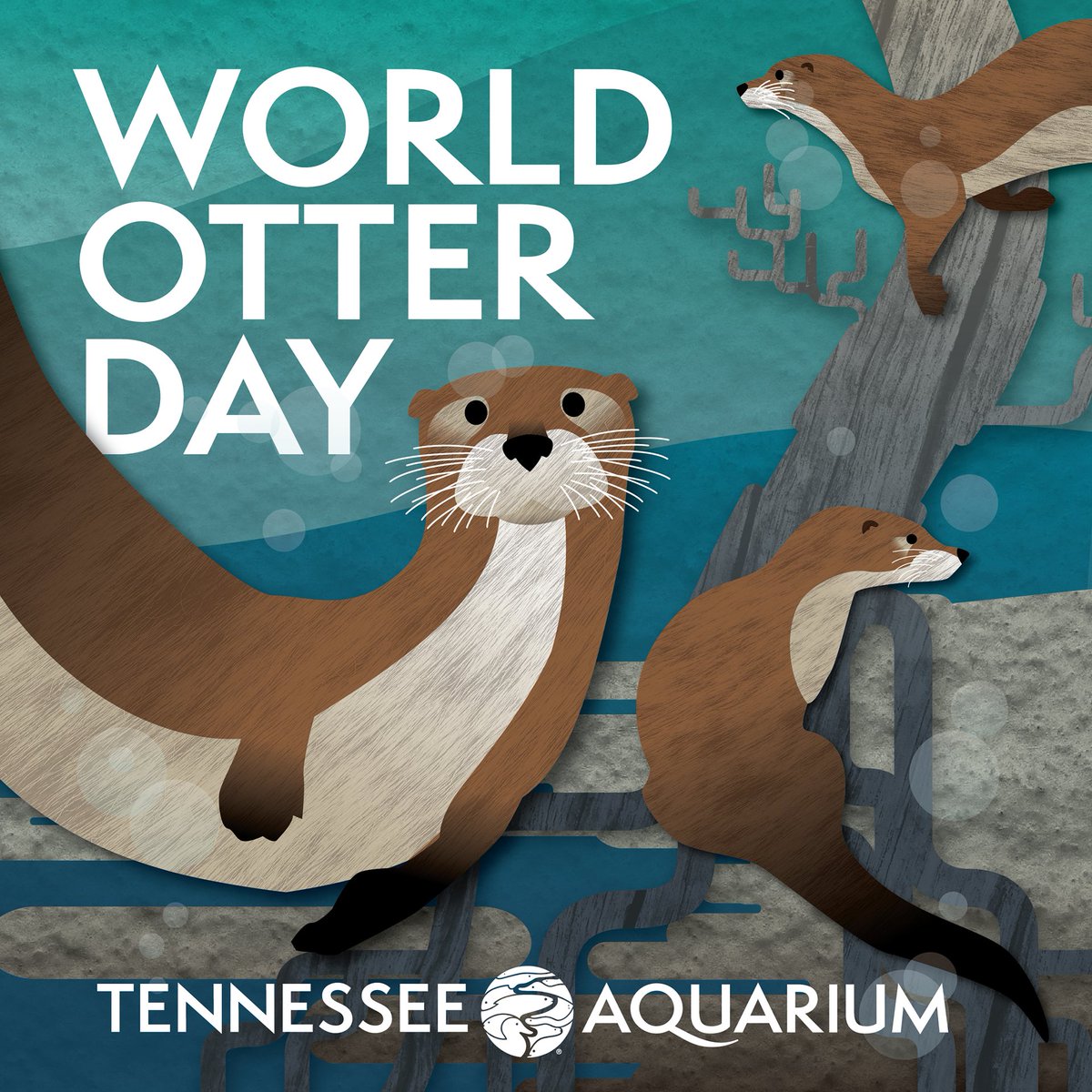 Taking a paws to celebrate our North American River Otters and all the world's otter species today! 🦦 🦦