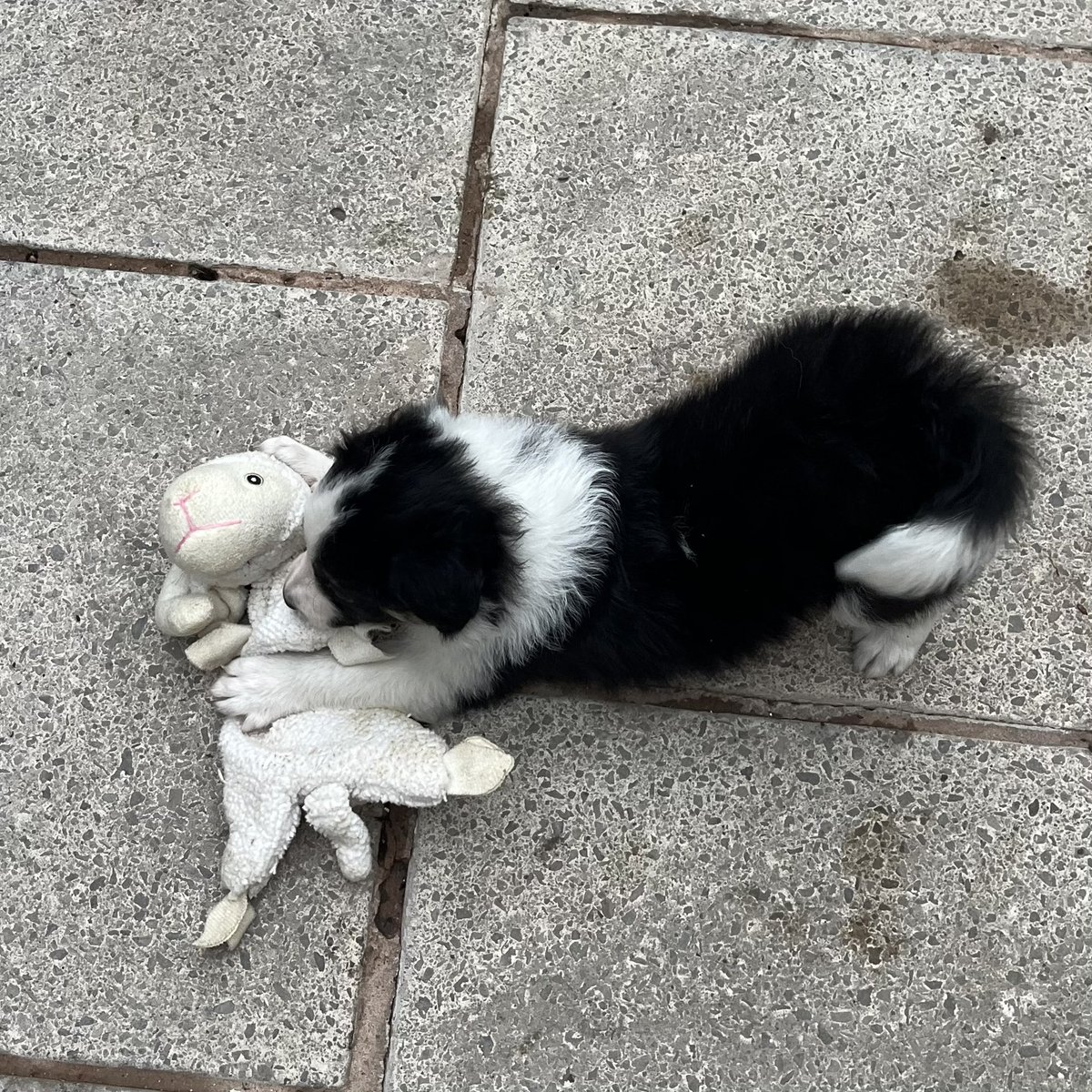 Puppy Bess and Auntie Kes tweet media