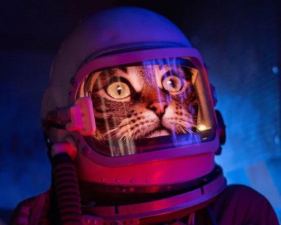 DotComParker's tweet image. PUSSIES IN MOTHER FUCKING ✨SPACE✨