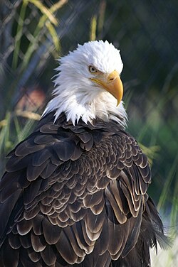 2white_jets's tweet image. Appearing better than others is always dangerous, but most dangerous of all is to appear to have no faults or weaknesses.🌿
Image: internet
