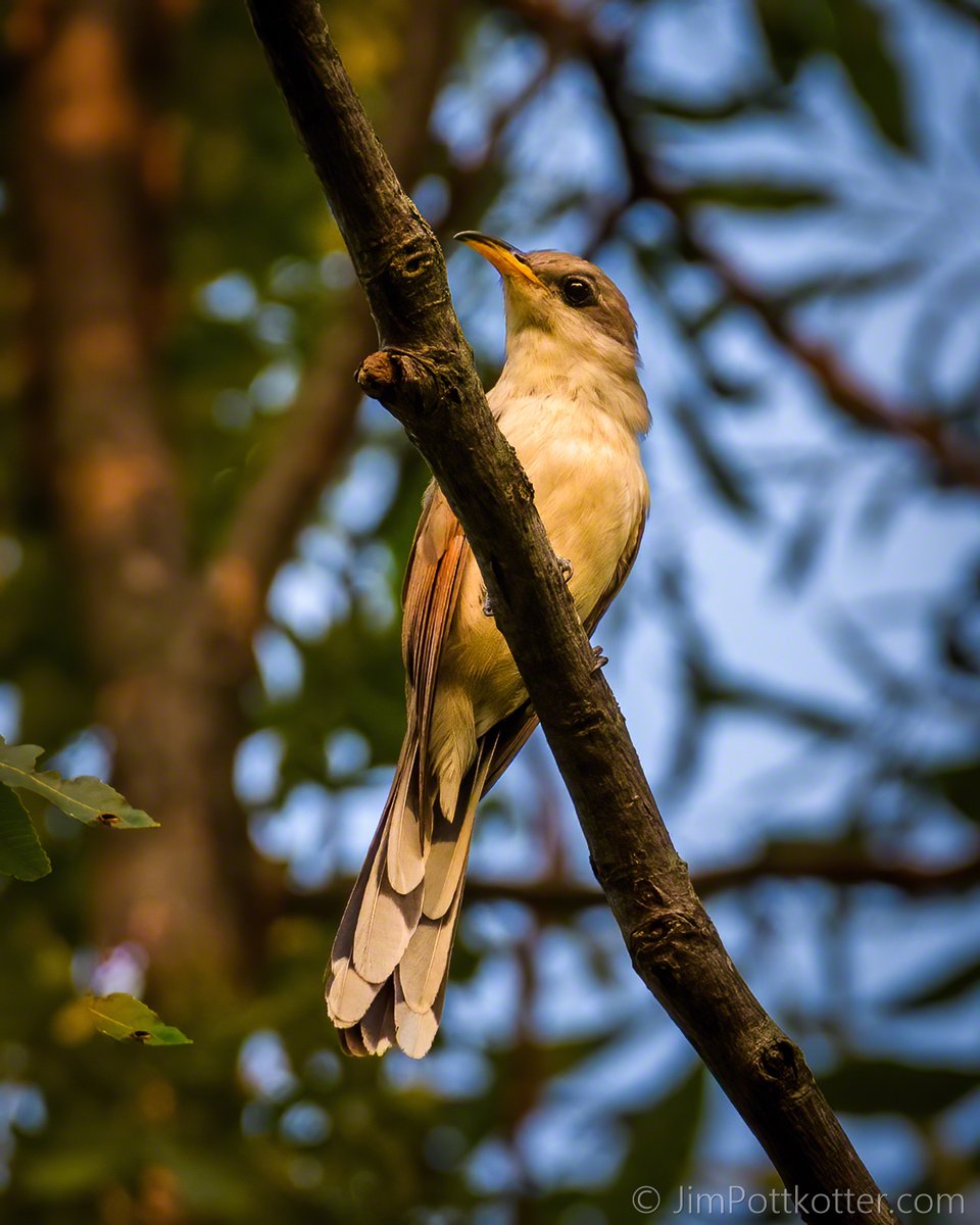HappyPixr's tweet image. The elusive Yellow-billed Cuckoo breeds in the eastern US and has surprisingly exotic-sounding calls, more like what you would expect in a jungle instead of a forest. If you have never heard its calls, listen to them here: bit.ly/3SUedPU. #birds #nature #wildlife