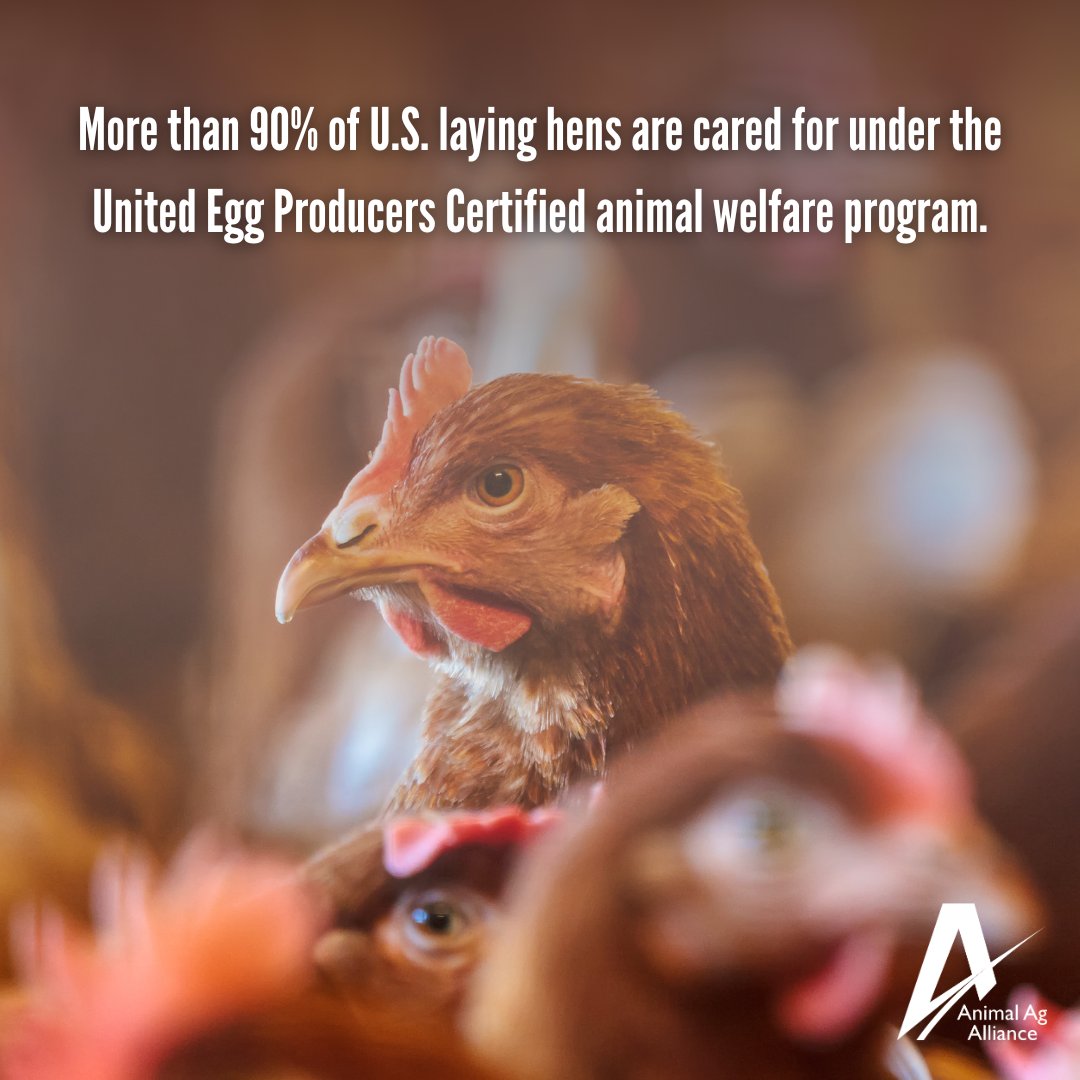 Egg farmers are committed to providing the best care possible for their hens. UEP Certified provides guidelines for various types of hen housing and ensures farmers adhere to science-based welfare practices! 🥚 bit.ly/3j5XVoO