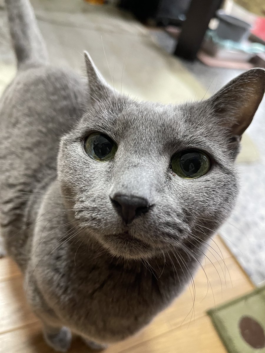 rinrin7481's tweet image. おはようございます😊😼😸
今朝もニャンズは元気に
チュール催促😵

今日は姉と待ち合わせして父の病院へ行って来ます。
夕方まで低浮上になります🙇‍♀️
本日も良き日でありますように‼️
宜しくお願い致します🤗✨