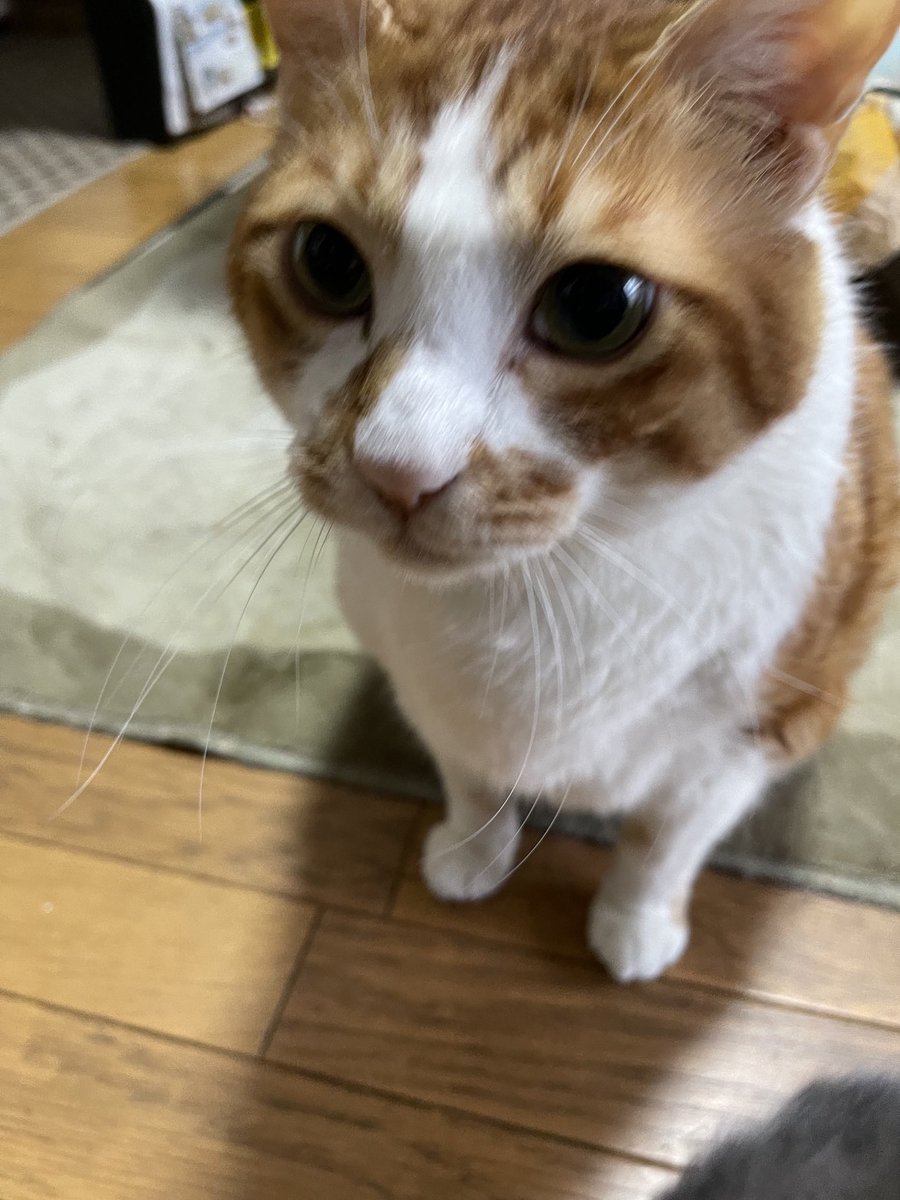 rinrin7481's tweet image. おはようございます😊😼😸
今朝もニャンズは元気に
チュール催促😵

今日は姉と待ち合わせして父の病院へ行って来ます。
夕方まで低浮上になります🙇‍♀️
本日も良き日でありますように‼️
宜しくお願い致します🤗✨