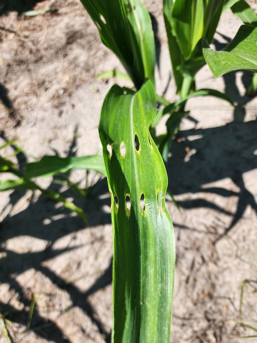 We found some likely #stinkbug injury in #corn leaves last week in Darlington County, SC.