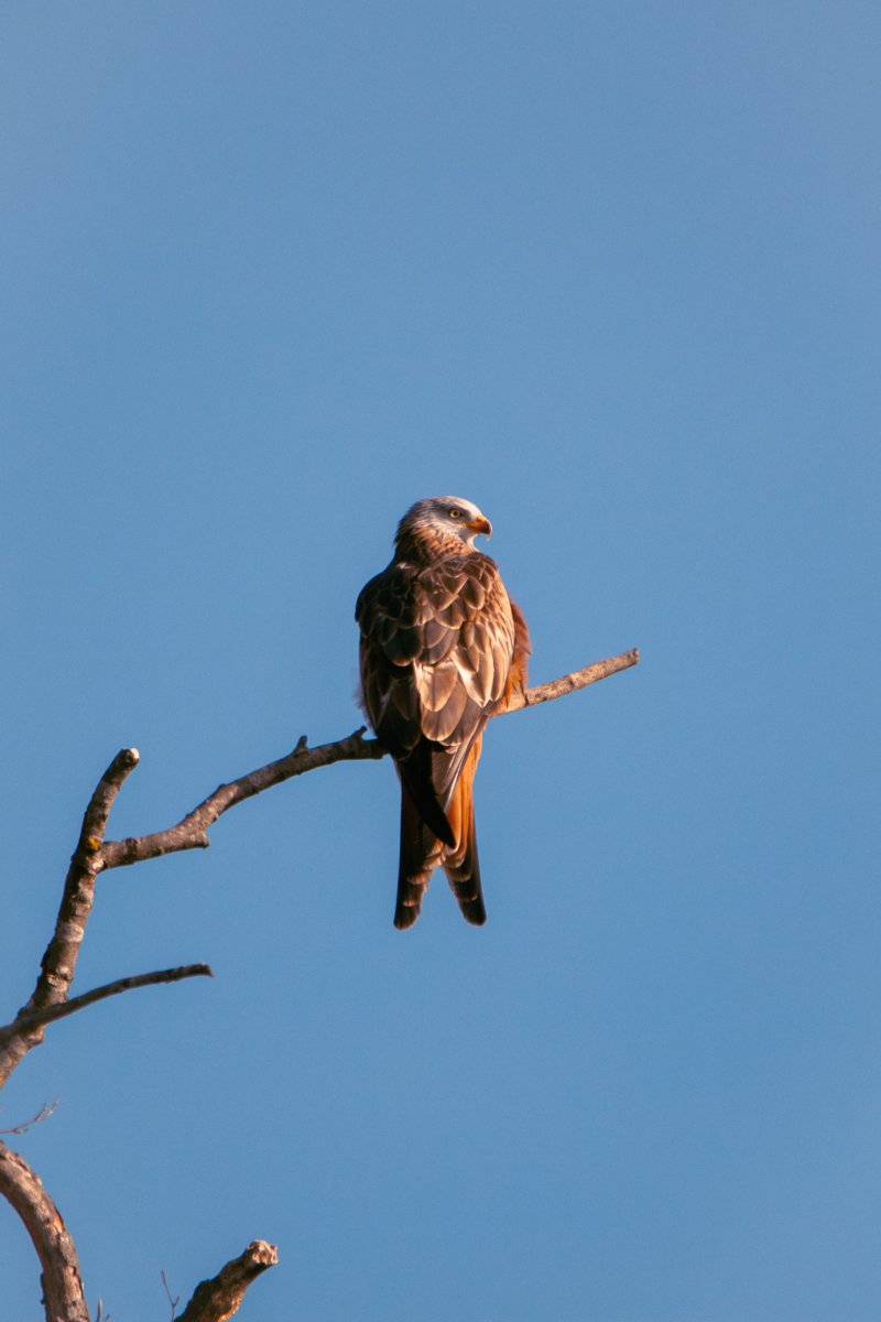 james 🐦‍⬛ (@birdbackmtn) on Twitter photo 