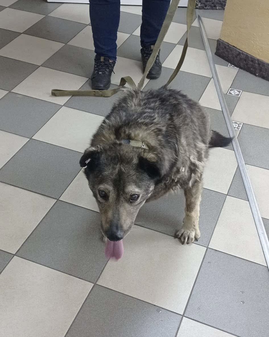 TFASDog's tweet photo. Right now, we are short $2,339 to cover our shelter’s basic expenses - food, medicine, and care for dogs like Druzjok, who have no one else.

GoFundMe: https://t.co/JbbuCfb0Tm https://t.co/JZTnBN8Fz9