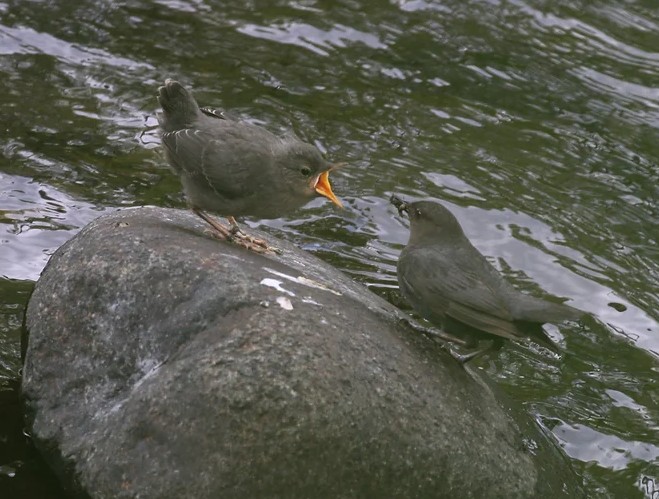 Take a trip out to the Tillamook Forest Center (TFC) this weekend and learn about beautiful butterflies and mysterious moths. For days and times go to: tillamookforestcenter.org/events