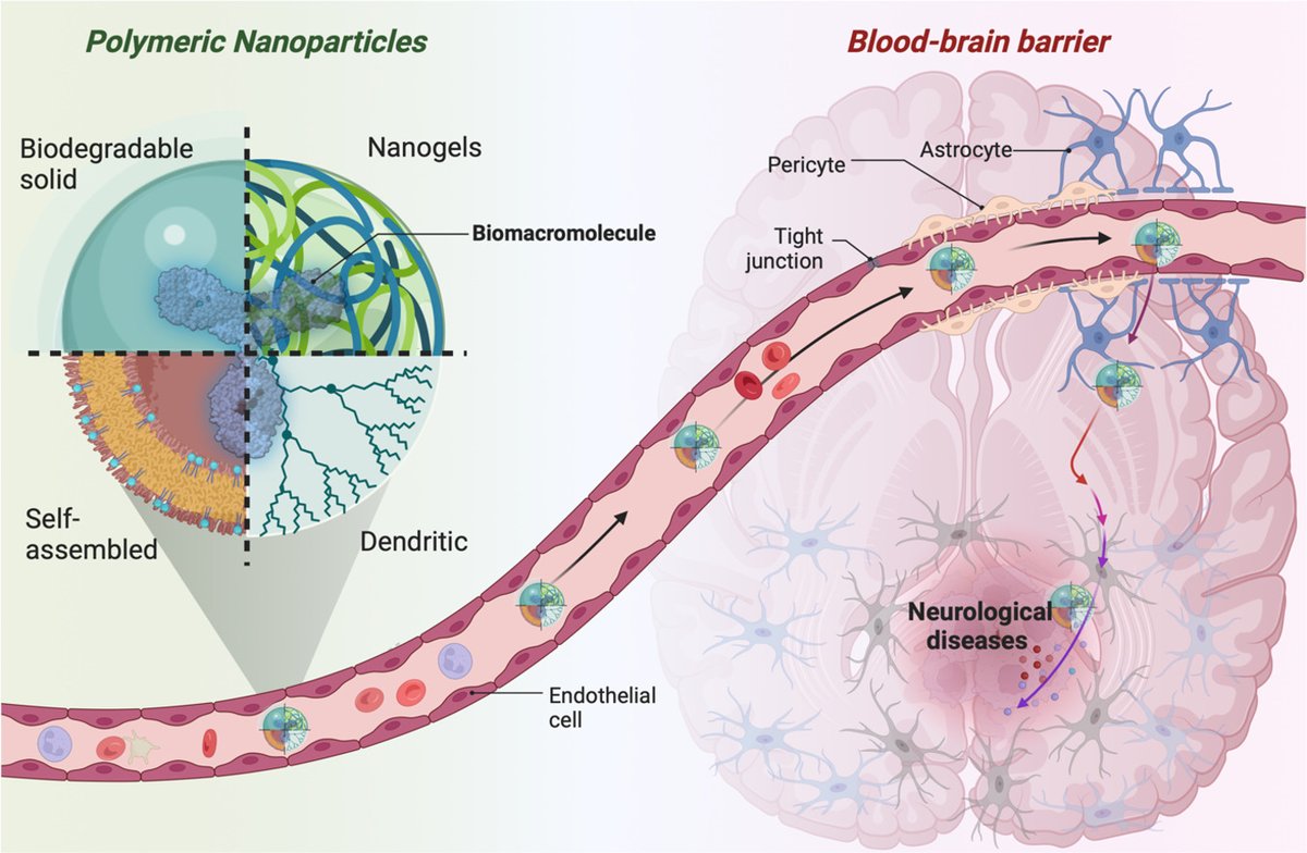 TheraToolsJD (@theratoolsjd) on Twitter photo New scientific contribution from TheraTools network!!🧠
Check out the latest review paper on polymeric nanocarriers capable of transporting biomacromolecules to the central nervous system🚀
Congratulations to the DCs <a href="/Jackeline0999/">Jackeline Soto Cruz</a>, <a href="/amirreza_mans/">Amirreza Mansoori-Kermani</a> <a href="/whodhirajmishra/">Dhiraj mishra🇮🇳</a> and to all👩🔬👨🔬 New scientific contribution from TheraTools network!!🧠
Check out the latest review paper on polymeric nanocarriers capable of transporting biomacromolecules to the central nervous system🚀
Congratulations to the DCs <a href="/Jackeline0999/">Jackeline Soto Cruz</a>, <a href="/amirreza_mans/">Amirreza Mansoori-Kermani</a> <a href="/whodhirajmishra/">Dhiraj mishra🇮🇳</a> and to all👩🔬👨🔬