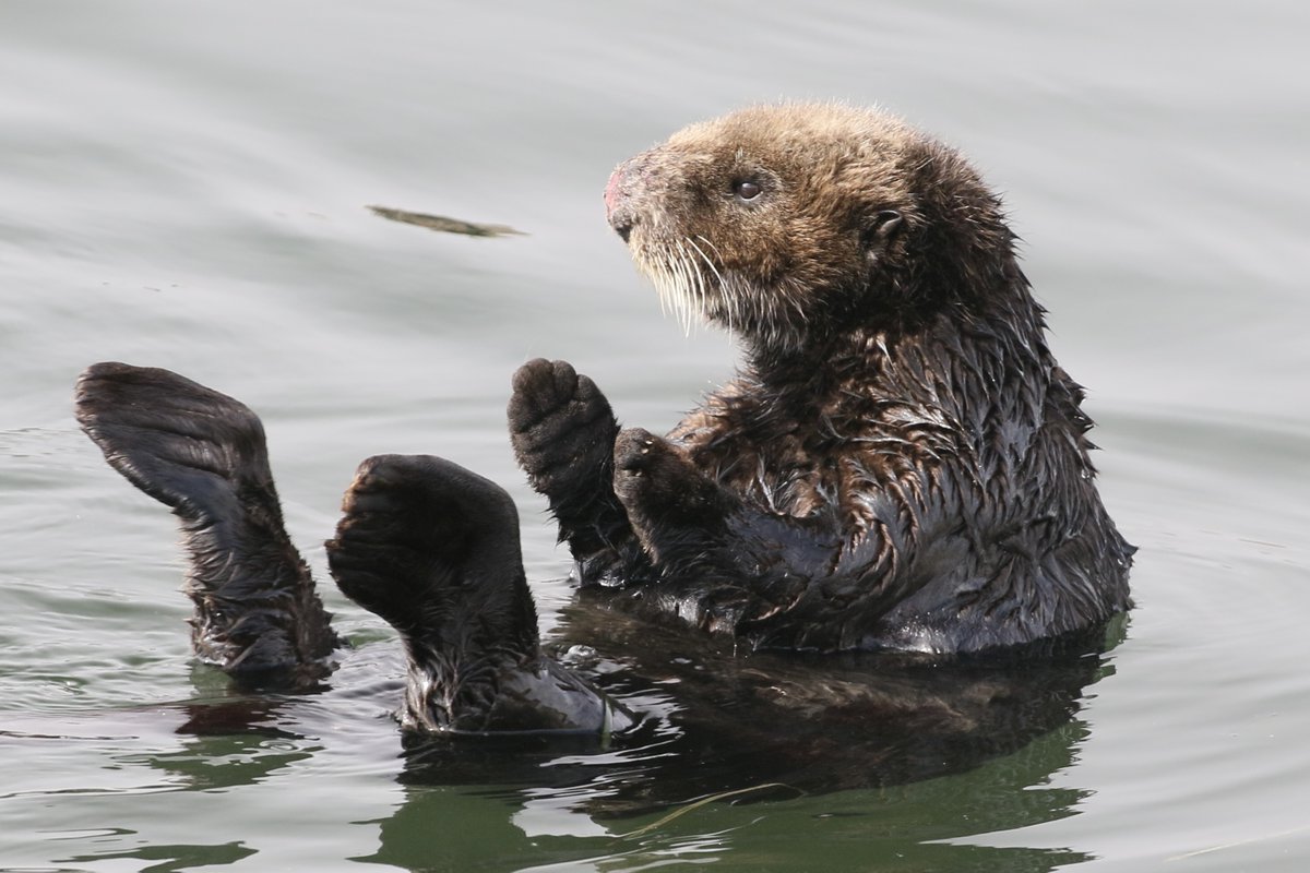 Oh my cod! It's #WorldOtterDay!🦦 #seaotter