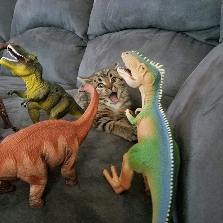 Punch Cat (@punchingcat) on Twitter photo 