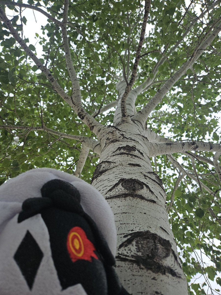 Freakingheck23's tweet image. Something something Great One Something Something Hateful and malicious yadda yadda blah blah whatever

#Folly #regretevator #plushie