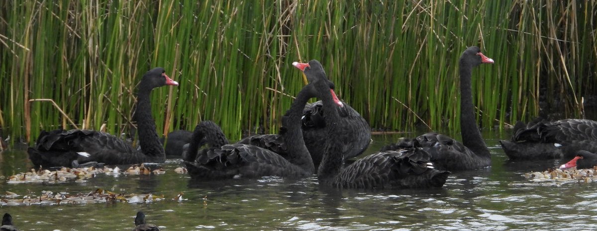 GlobescopeGroup's tweet photo. Black swans are common, folks. In Australia they are brands and names of everything from China to bookstore’s cafés and massage parlors! #BlackSwan #BlackSwans #Markets #CommonBirds #Birds https://t.co/QbNNqHPHsv