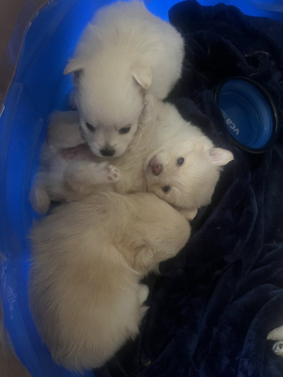 goupbrain's tweet photo. Pupdate https://t.co/sVSMHyyuki