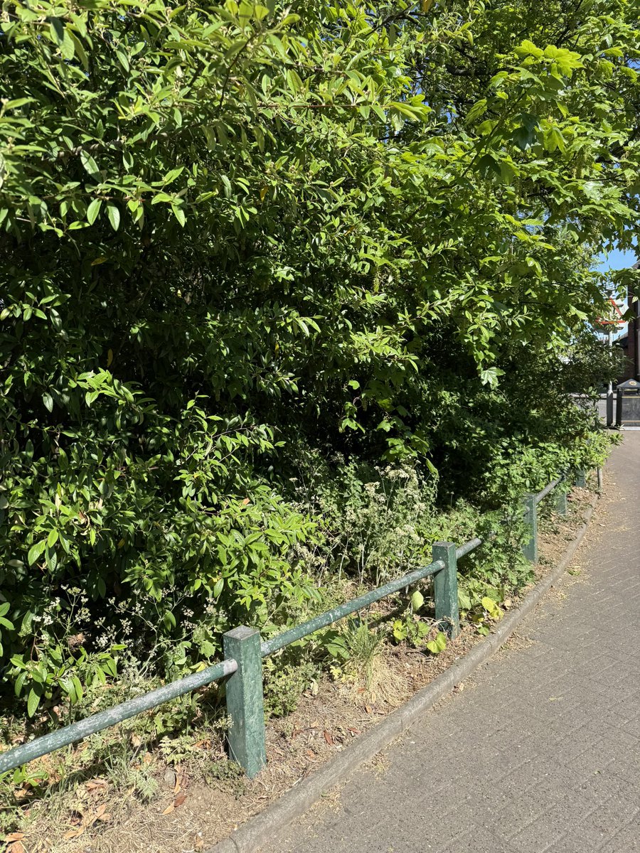 Hi <a href="/lutoncouncil/">Luton Council</a> 
Please help. The foliage spot where Bury Park Road and Moor Street meets needs cutting back. We’ve been asking for this for a long time now. It’s used by addicts, fly-tippers and people going in to urinate and defecate. <a href="/LutonSJU/">Luton Social Justice Unit</a> <a href="/YaqubHanif/">Cllr Yaqub Hanif</a> <a href="/fatimabegumlut/">Fatima Begum</a>
