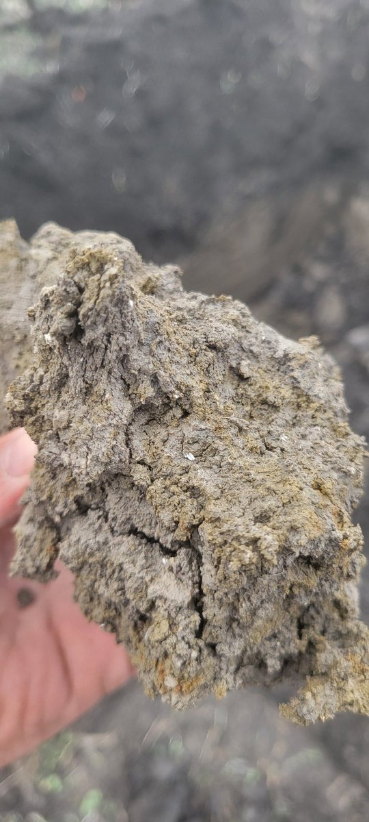 From about 4ft down and still can find shells. This is the bottom of glacial River Warren