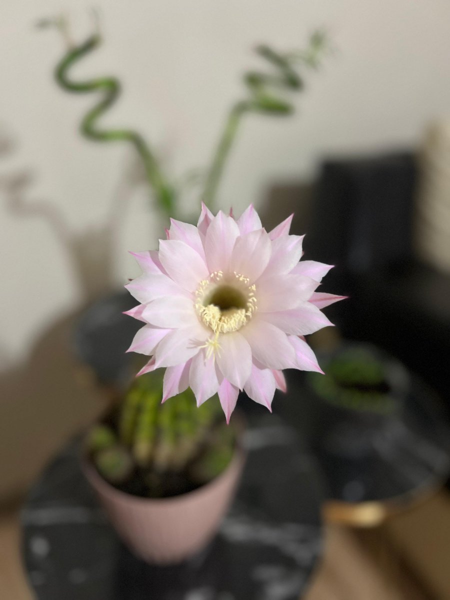 6 aydır tomurcuk halinde olan kaktüsümün bugün açması ve 6 saat sonra solması gerçeği üzse de akşamımı neşelendirdin dikenlerin arasından gelen çiçeğim. :)