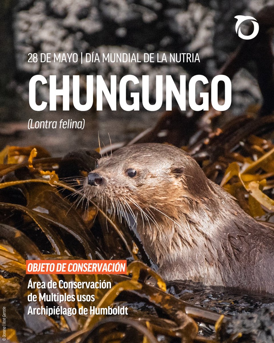 ¡Hoy es el Día Mundial de la Nutria!

El chungungo, también conocido como gato de mar, es una nutria tremendamente ágil y escurridiza. Es una especie emblemática del Archipiélago de Humboldt, un ecosistema único en el mundo. 

Este lugar se encuentra protegido bajo la figura de