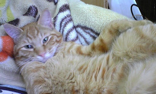 2025年5月29日  木曜日  シリアルの日

おはようございます！

シリアル…
一瞬何なの？となるのは…
お歳のせいなの？
と…思う方いますよね！

若い世代の方は
シリアルも知らないの？
と…言われますが
俺らは知らない！

実物を見て…
ああ！コ－ンフレ－クか…。
いつの間にか呼び名が変わる