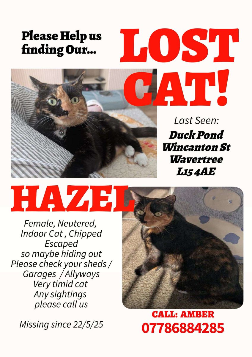 MissingPetsGB's tweet image. 🐱 cat HAZEL has been #missing for a week😔
HAZEL was last seen in the #Liverpool #L15 Wincanton Street estate area and a possible sighting on Durham Road, Wavertree.

Hazel is spayed, chipped and indoor cat so will be scared &amp;amp; nervous

Please contact @LilKitty100 asap if seen🙏