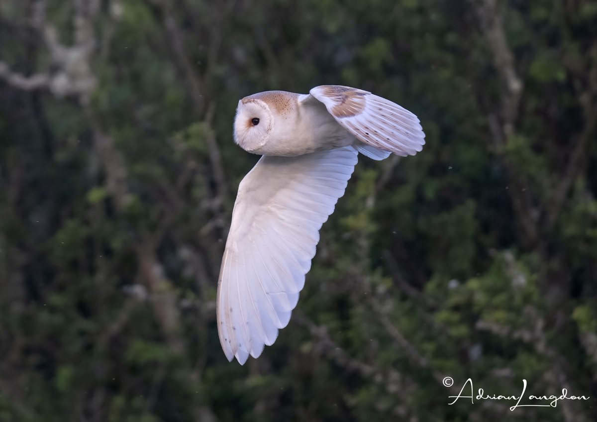 Adrian Langdon (@maxshearwater) on Twitter photo Barn Owls eggs must have hatched as a lot of action over the marshes this eve, #wildcornwall <a href="/CBWPS1/">Cornwall Birds</a> <a href="/Kernowringer/">Peter Roseveare</a> <a href="/BobBosisto/">Bob Bosisto</a> <a href="/camelbirder/">Derek Julian</a> <a href="/JasminaGoodair/">Jasmina Goodair</a> <a href="/stevesando1/">Steve Sanderson</a> Barn Owls eggs must have hatched as a lot of action over the marshes this eve, #wildcornwall <a href="/CBWPS1/">Cornwall Birds</a> <a href="/Kernowringer/">Peter Roseveare</a> <a href="/BobBosisto/">Bob Bosisto</a> <a href="/camelbirder/">Derek Julian</a> <a href="/JasminaGoodair/">Jasmina Goodair</a> <a href="/stevesando1/">Steve Sanderson</a>