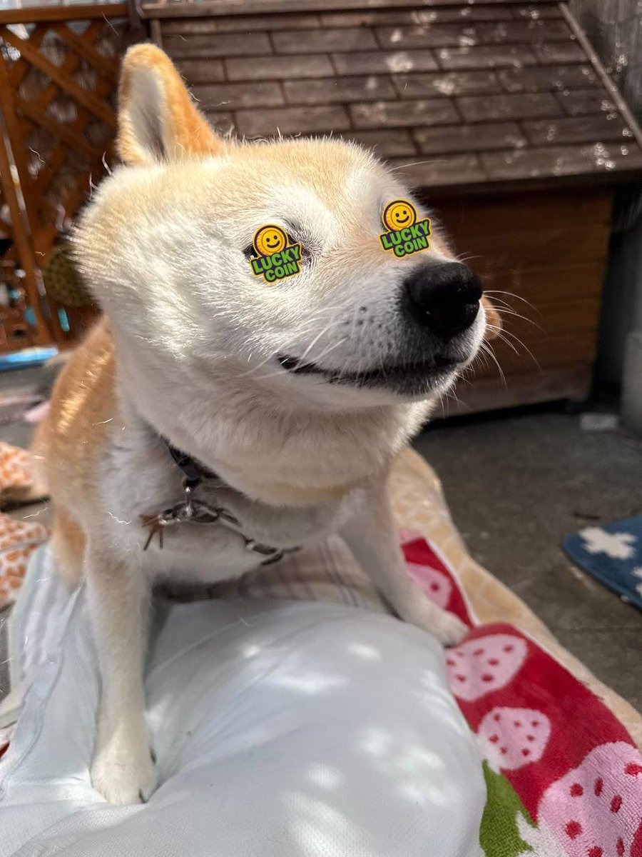 Just a photo of my dog
$LUCKYCOIN holder also