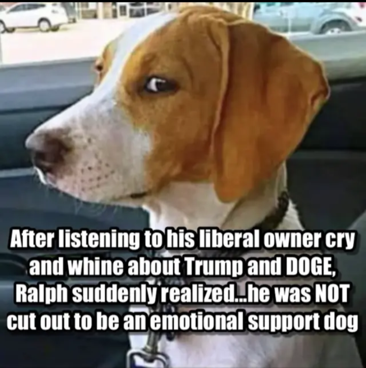 schiaboe's tweet image. #DOGEGOV