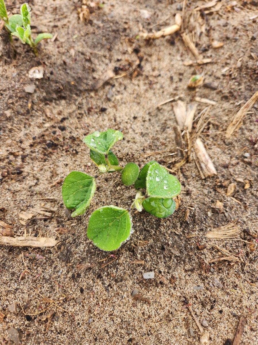 These 22EH's from Stine are up and off to the races. #stinecanada #60years #stineseeds